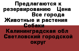 Предлагаются к резервированию › Цена ­ 16 000 - Все города Животные и растения » Собаки   . Калининградская обл.,Светловский городской округ 